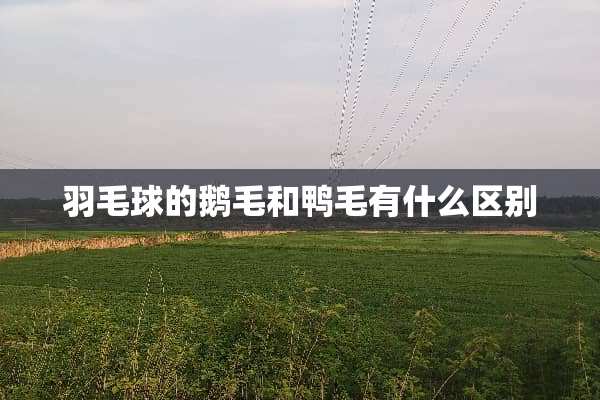 羽毛球的鹅毛和鸭毛有什么区别