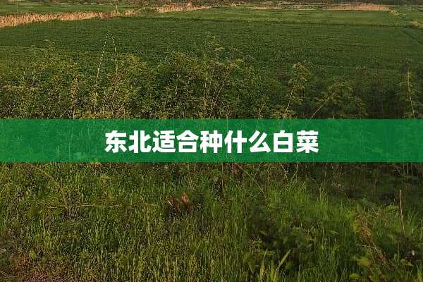 东北适合种什么白菜