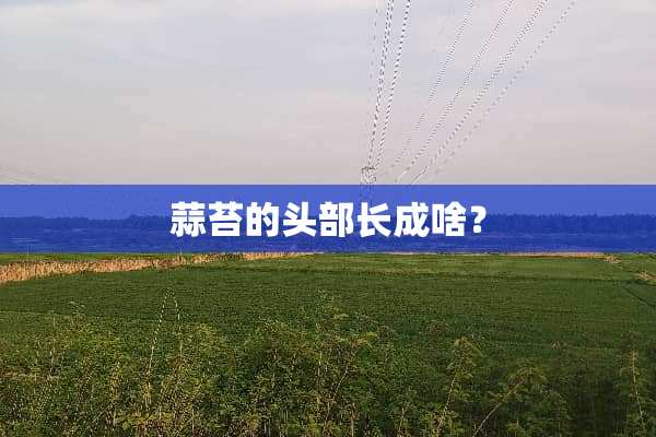 蒜苔的头部长成啥？