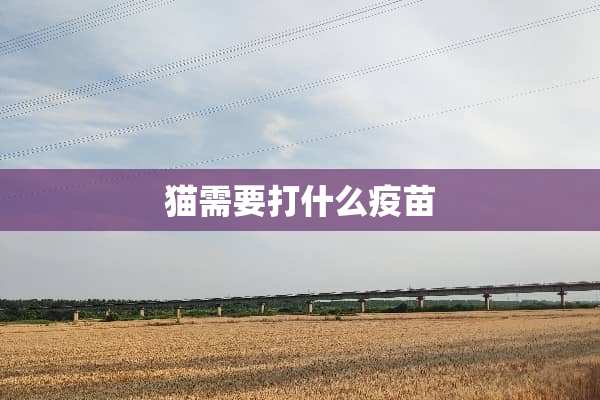 猫需要打什么**