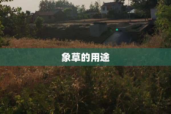 象草的用途