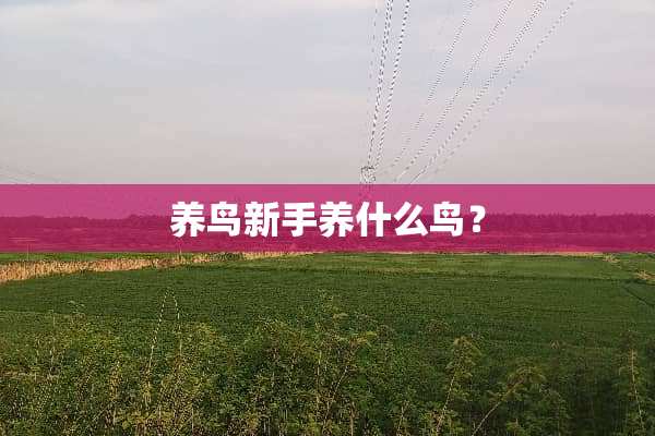 养鸟新手养什么鸟？