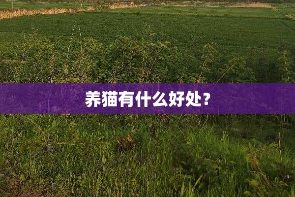 养猫有什么好处？
