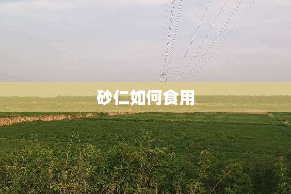 砂仁如何食用