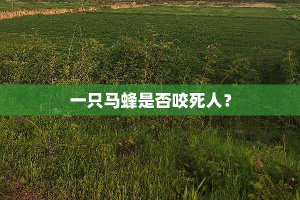 一只马蜂是否咬死人？