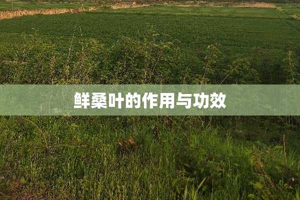 鲜桑叶的作用与功效