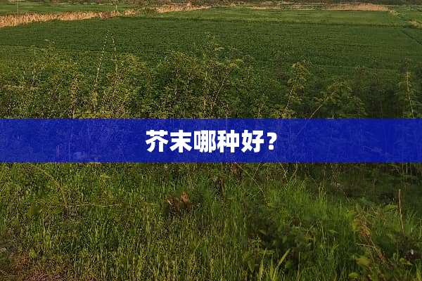 芥末哪种好？