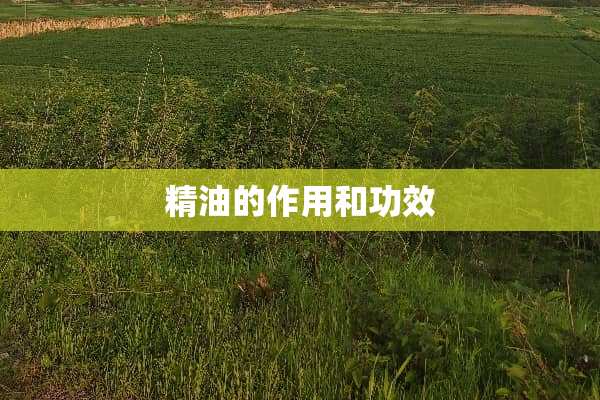 精油的作用和功效