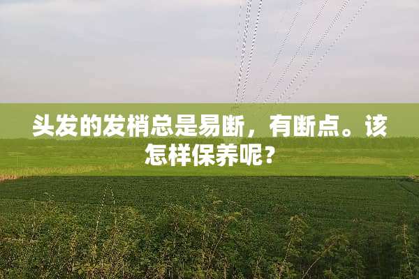 头发的发梢总是易断，有断点。该怎样保养呢？