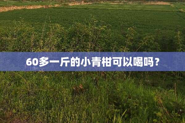 60多一斤的小青柑可以喝吗？