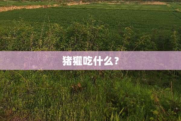 猪獾吃什么？