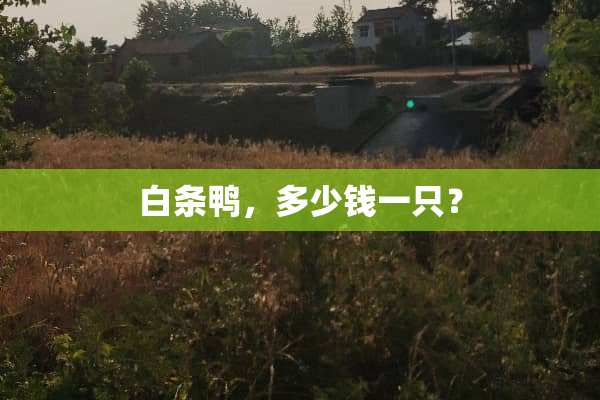 白条鸭，多少钱一只？