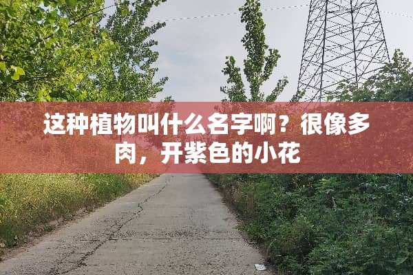 这种植物叫什么名字啊？很像多肉，开紫色的小花