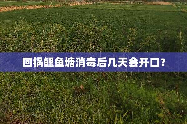 回锅鲤鱼塘消毒后几天会开口？