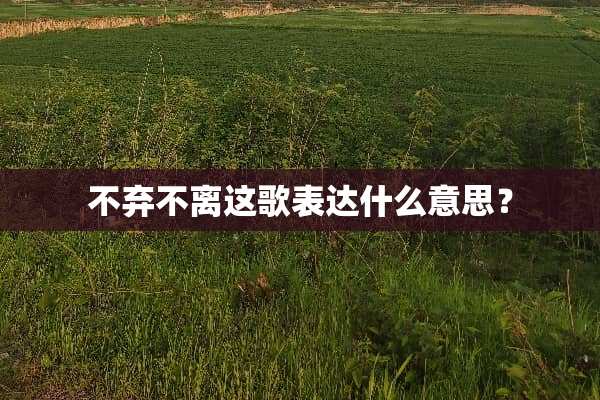 不弃不离这歌表达什么意思？