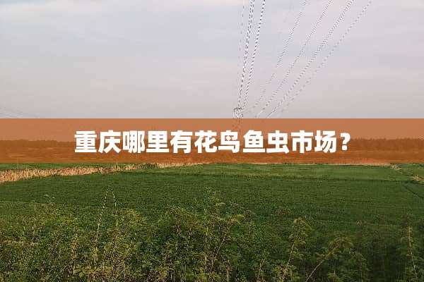 重庆哪里有花鸟鱼虫市场？