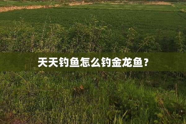 天天钓鱼怎么钓金龙鱼？