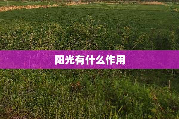 阳光有什么作用