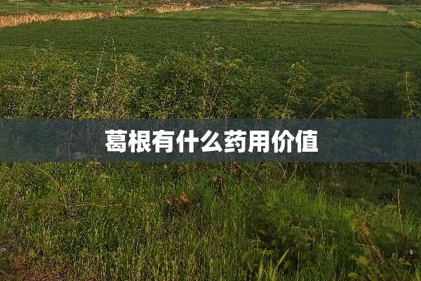 葛根有什么药用价值