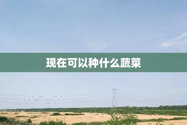 现在可以种什么蔬菜