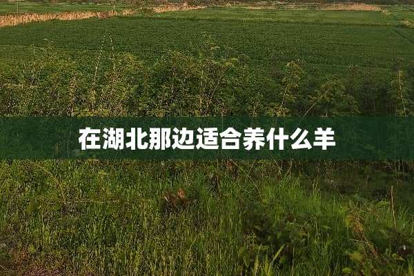 在湖北那边适合养什么羊