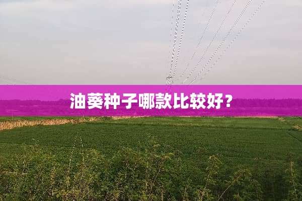 油葵种子哪款比较好？