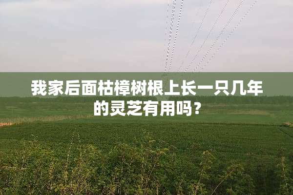 我家后面枯樟树根上长一只几年的灵芝有用吗？