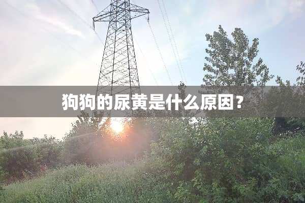 狗狗的尿黄是什么原因？