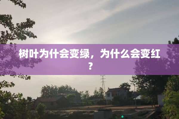 树叶为什会变绿，为什么会变红？