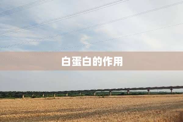 白蛋白的作用