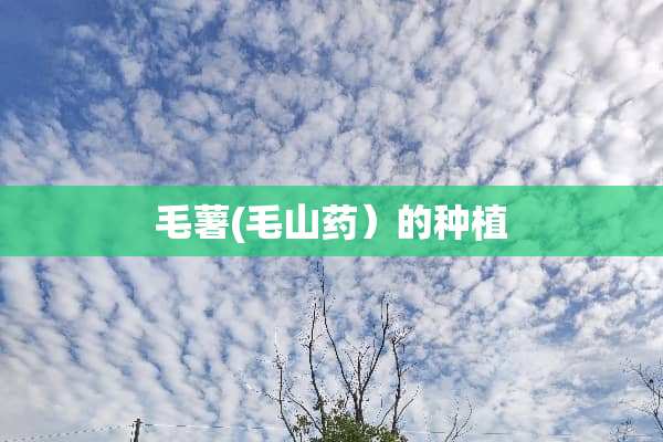 毛薯(毛山药）的种植