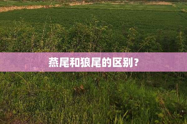 燕尾和狼尾的区别？