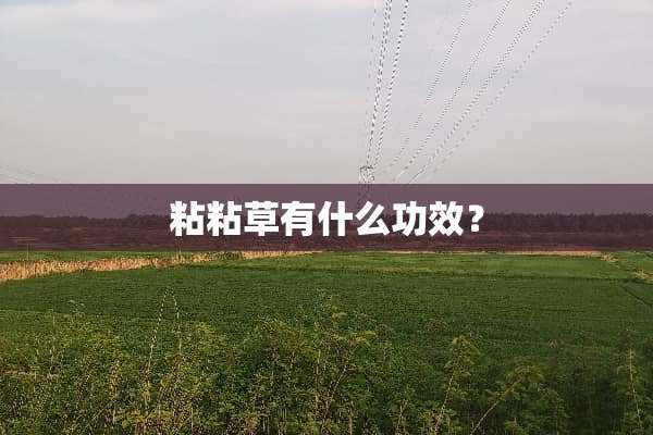粘粘草有什么功效？