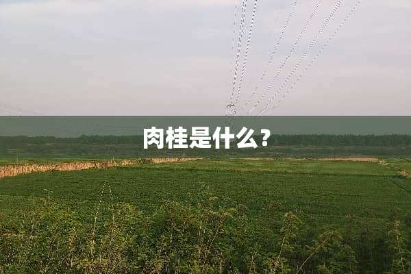 肉桂是什么？
