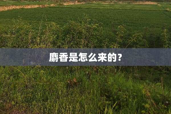 麝香是怎么来的？