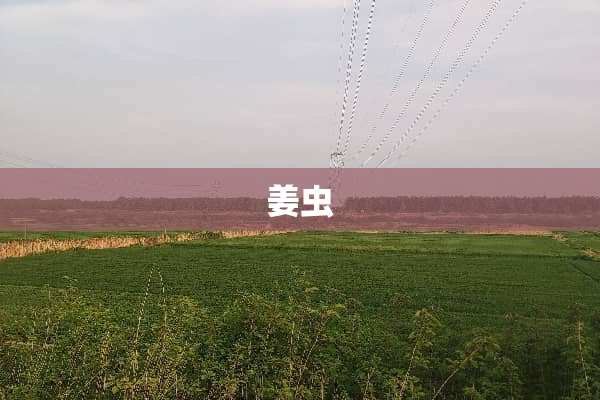 姜虫