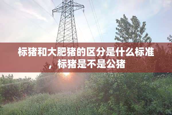 标猪和大肥猪的区分是什么标准，标猪是不是公猪