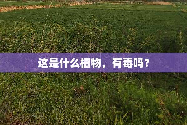 这是什么植物，有毒吗？