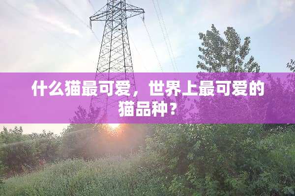 什么猫最可爱，世界上最可爱的猫品种？
