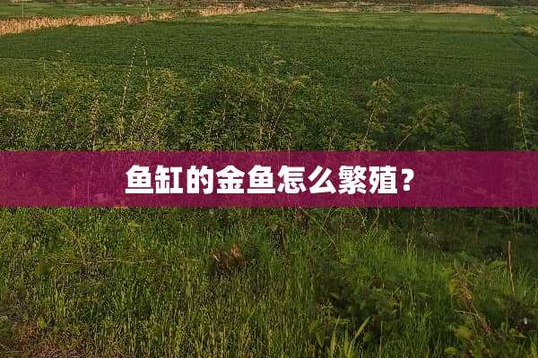 鱼缸的金鱼怎么繁殖？
