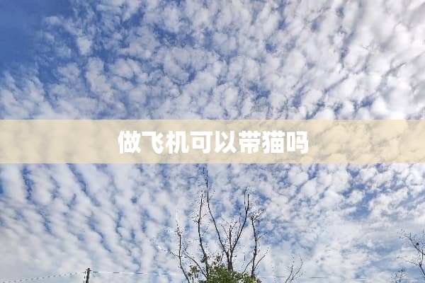 做飞机可以带猫吗