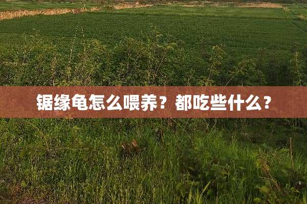 锯缘龟怎么喂养？都吃些什么？