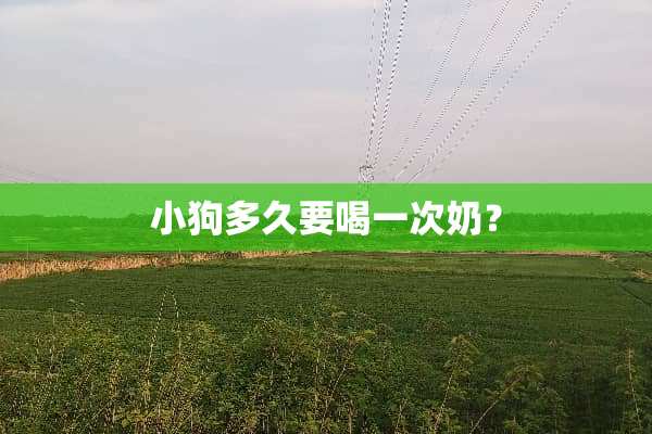 小狗多久要喝一次奶？