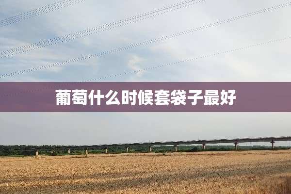 葡萄什么时候套袋子最好