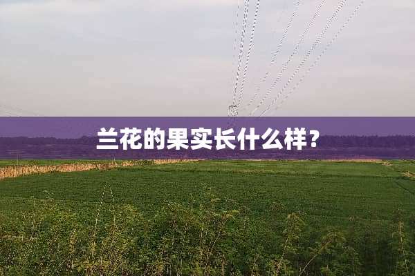 兰花的果实长什么样？