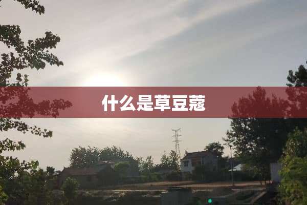 什么是草豆蔻