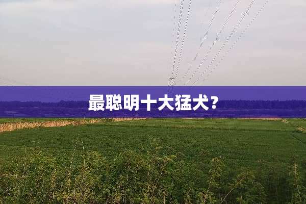 最聪明十大猛犬？