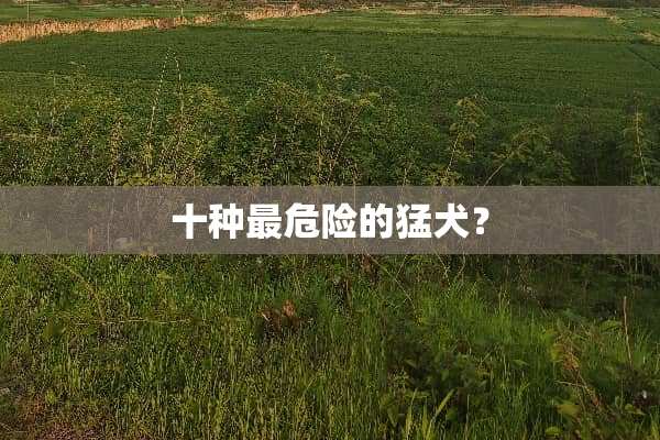 十种最危险的猛犬？