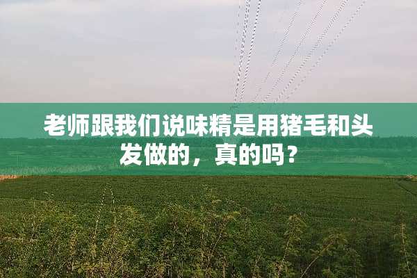 老师跟我们说味精是用猪毛和头发做的，真的吗？