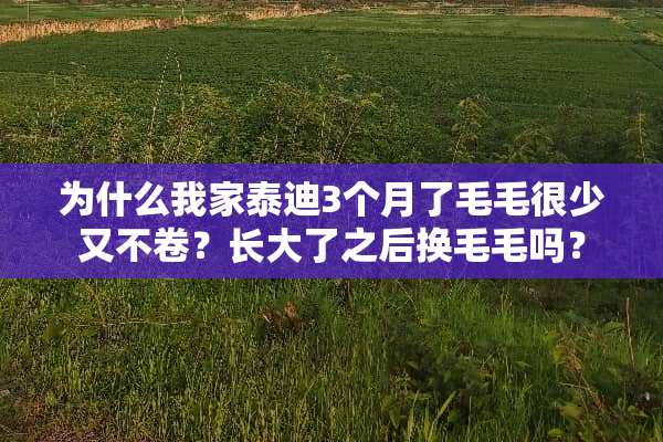 为什么我家泰迪3个月了毛毛很少又不卷？长大了之后换毛毛吗？